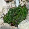 Echinocereus_triglochidiat